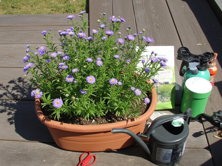 consistent care for asters