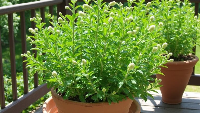 container oregano gardening techniques