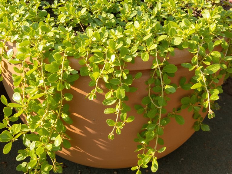 creeping jenny plant care