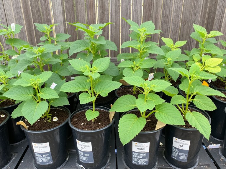 cucumber varieties for containers