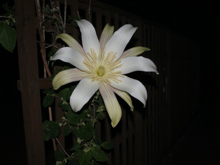 cultivating night blooming cereus