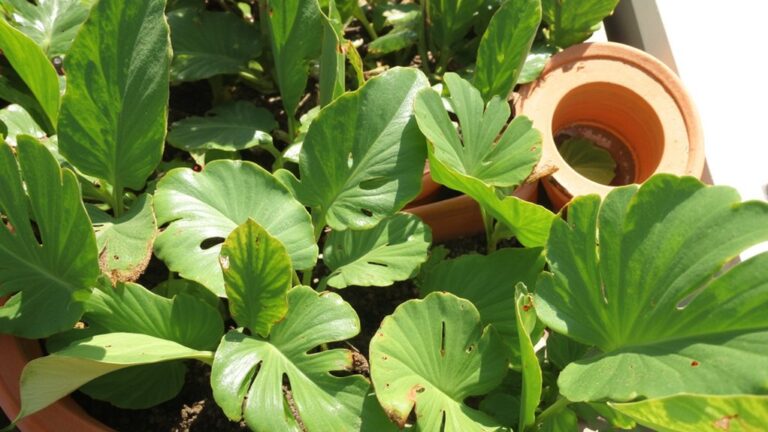 curling monstera leaves explained