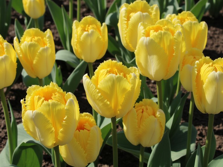 diverse yellow tulip varieties