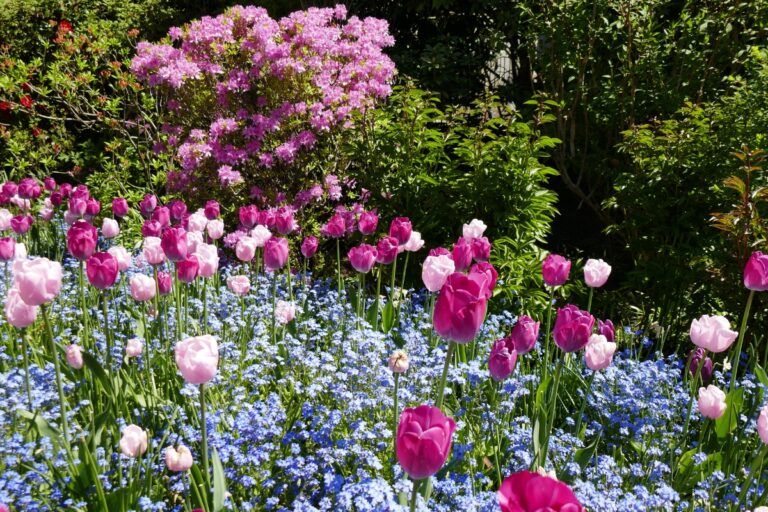 easy growing flowers