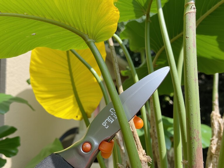 effective monstera pruning techniques
