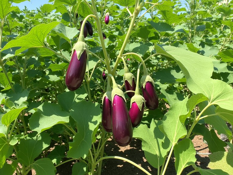 eggplant planting and care