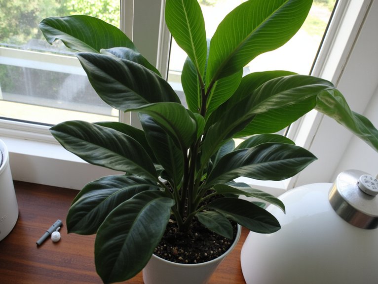 fiddle leaf fig care