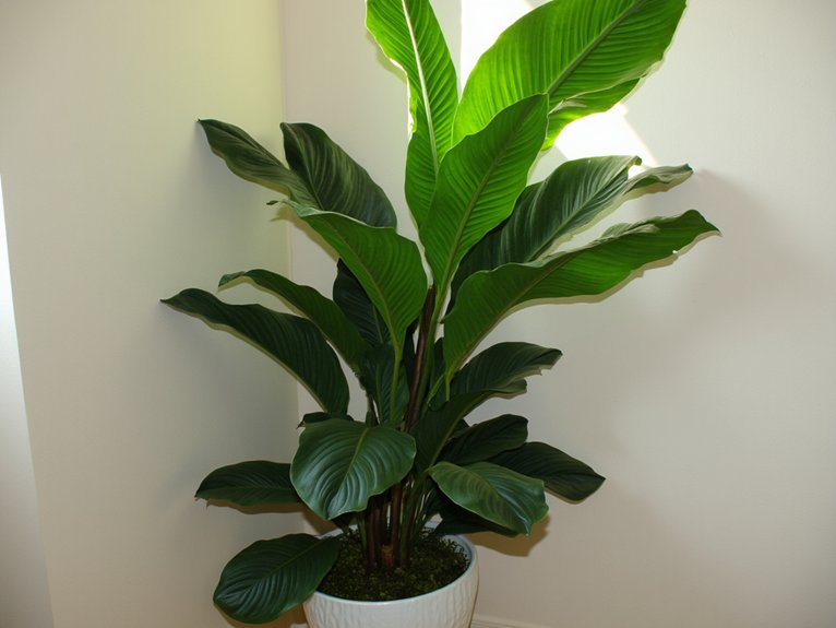 fiddle leaf fig care