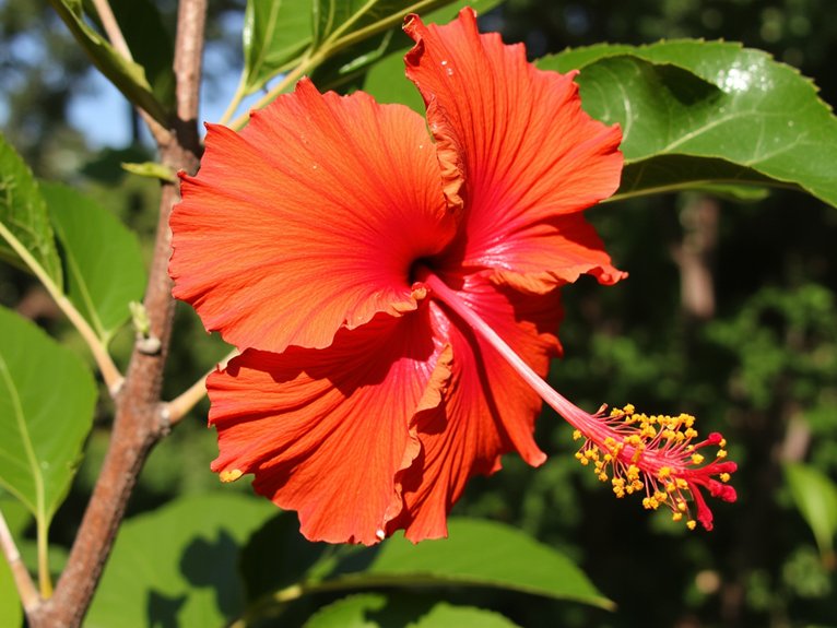 fiesta hibiscus care tips
