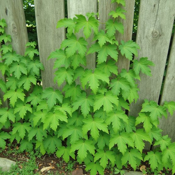 five leaflets not poison