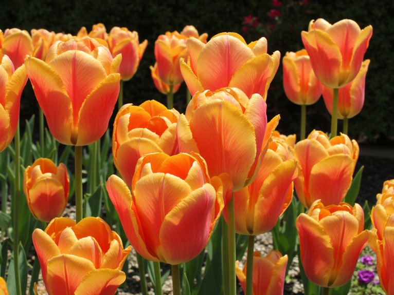 fragrant orange tulip varieties