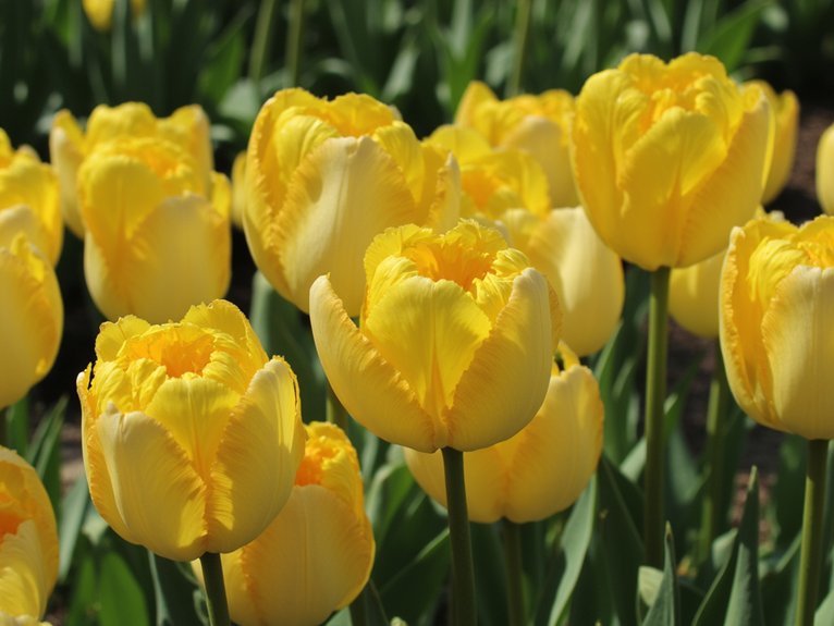 fragrant yellow tulip varieties