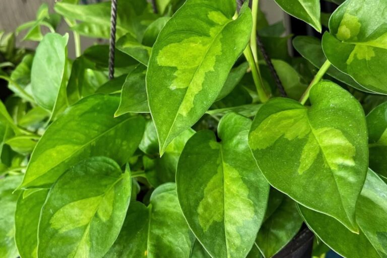 Mastering the Art of Global Green Pothos