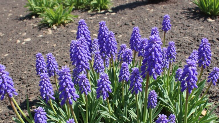 grape hyacinth gardening tips