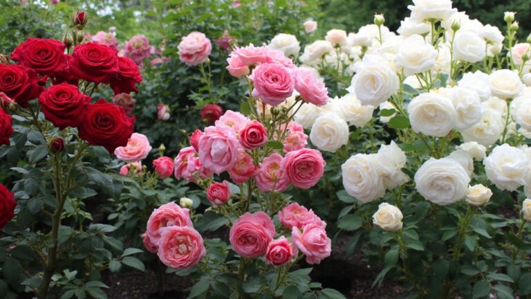 hall of fame roses showcase