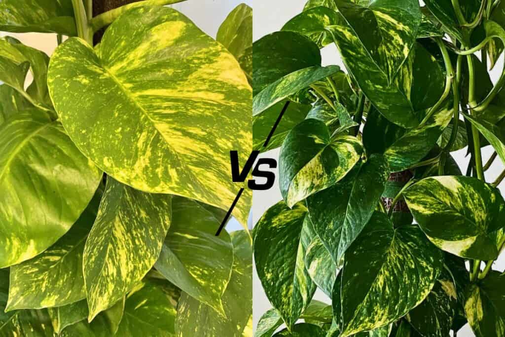 hawaiian pothos vs golden pothos