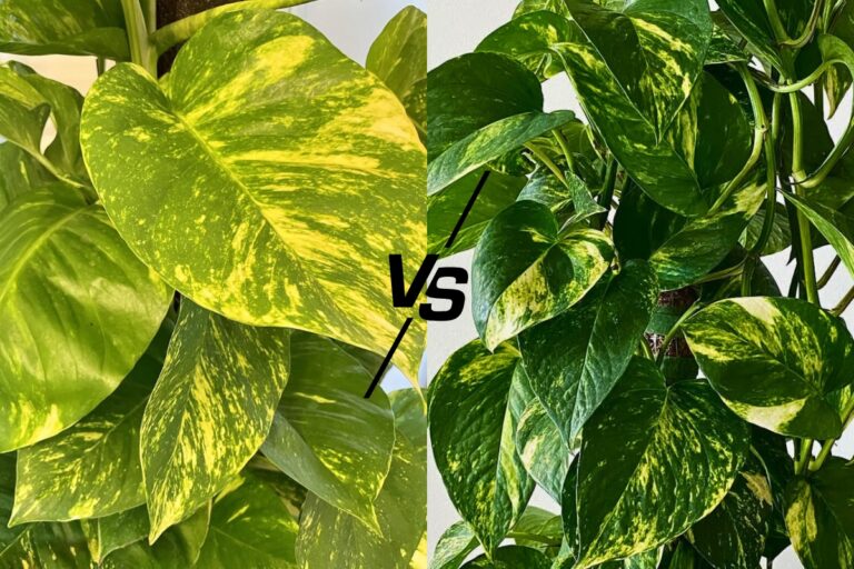 Pothos Showdown: Hawaiian vs. Golden