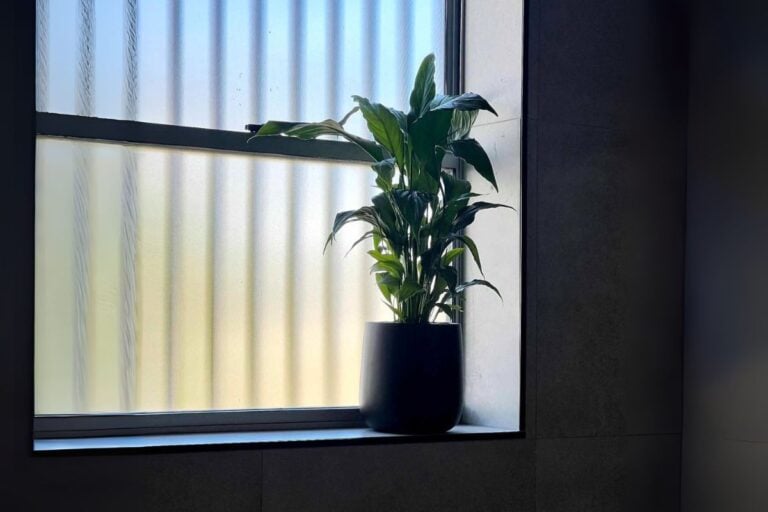 Debunking Common Houseplant Myths Today