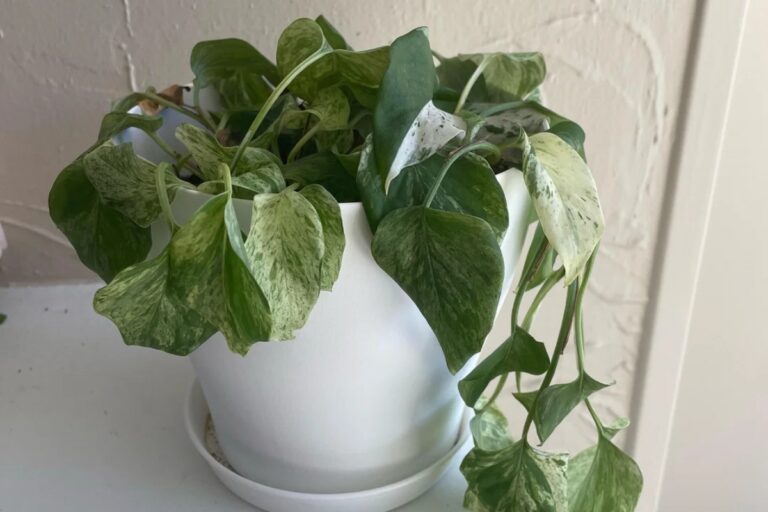 Pothos: Surviving Without Water for Weeks