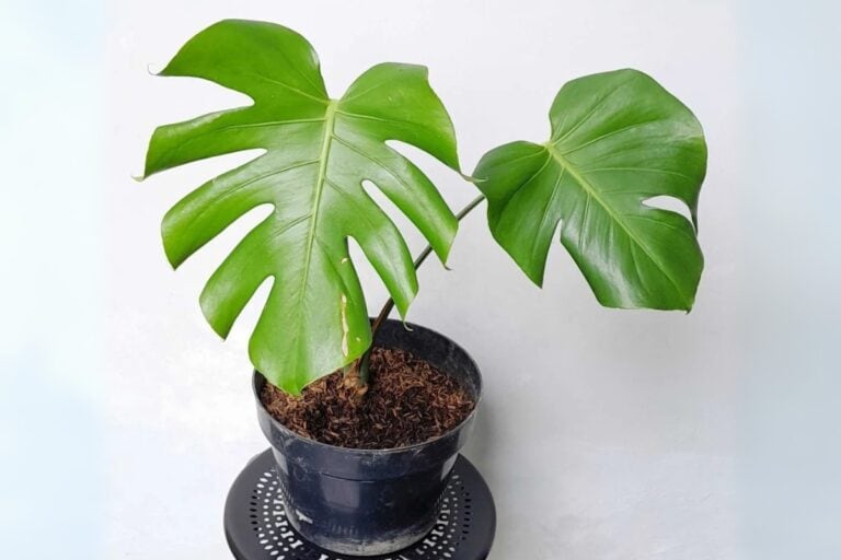 Revitalize Your Monstera: Leaf Cleaning Tips