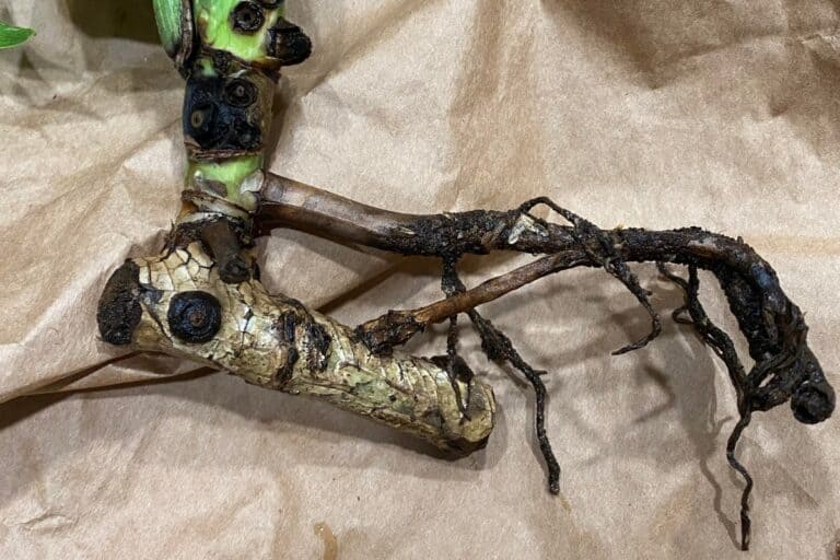 How to Detect and Treat Root Rot in Monstera