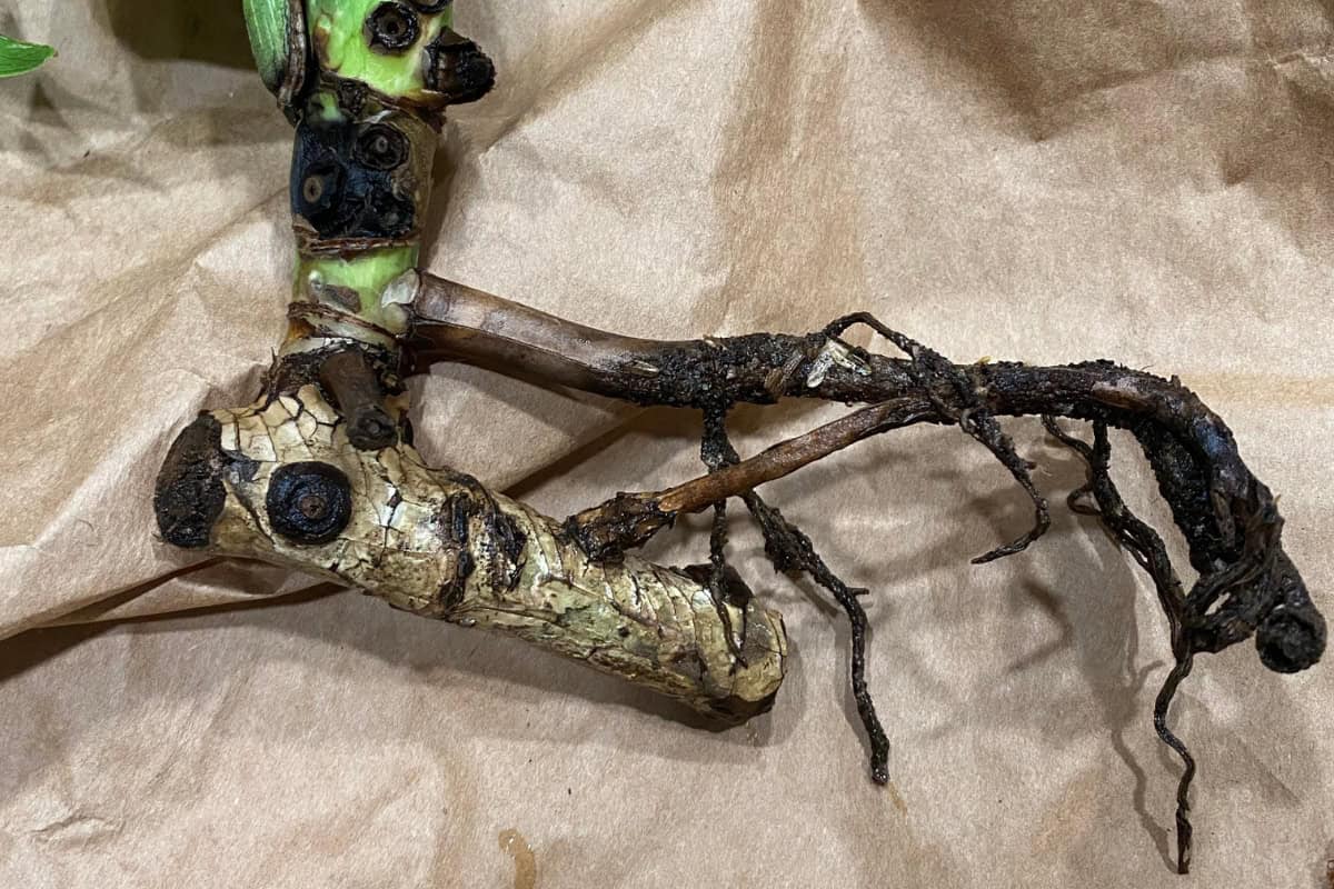 Root Riot Monstera How to Detect and Treat Root Rot in Monstera | Houseplant Alley