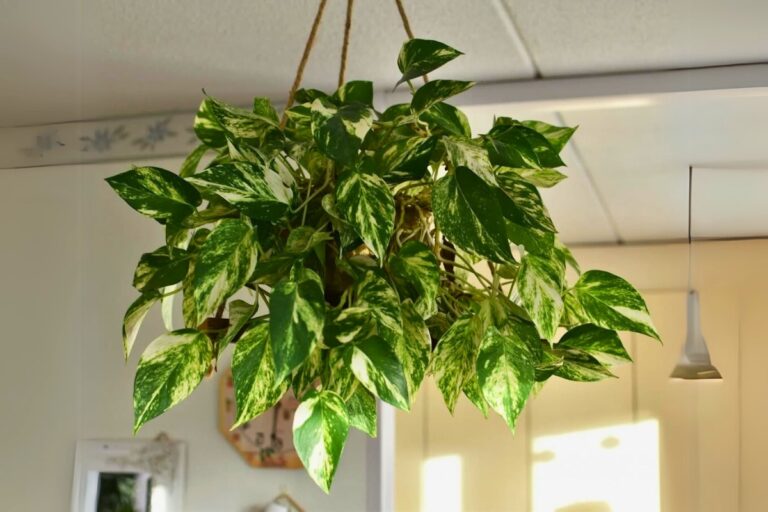 How to Keep Your Pothos Thriving for Years