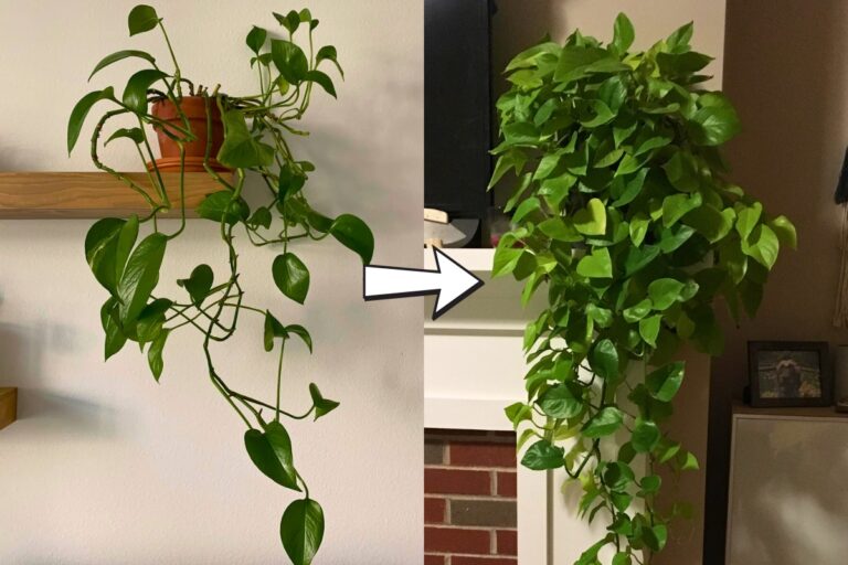 The Ultimate Pothos Guide to Boost Growth and Maintain Vibrant Leaves
