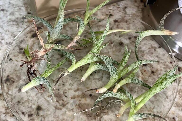 Aloe Propagation 101: Pups vs. Cuttings—Which Works Best?