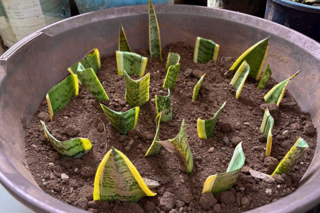 how to propagate snake plant