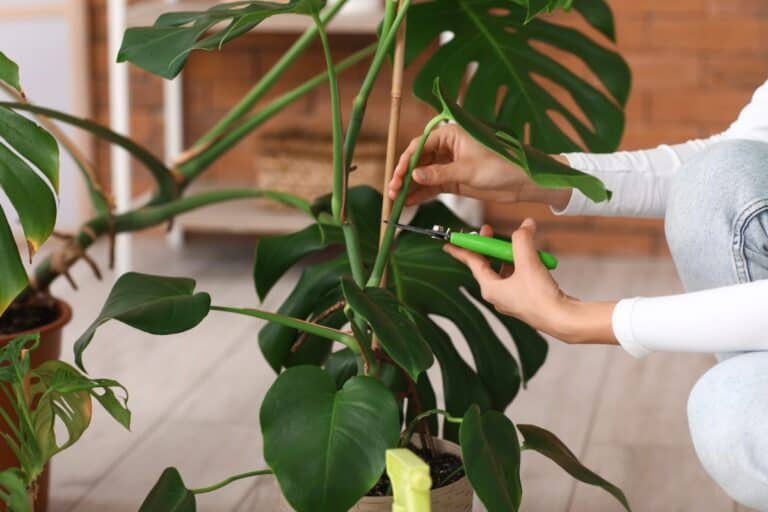 How to Prune Monstera Plants