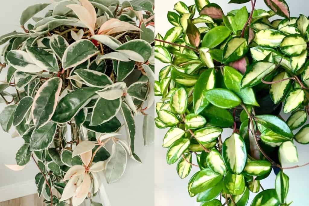 hoya krimson queen vs hoya krimson princess