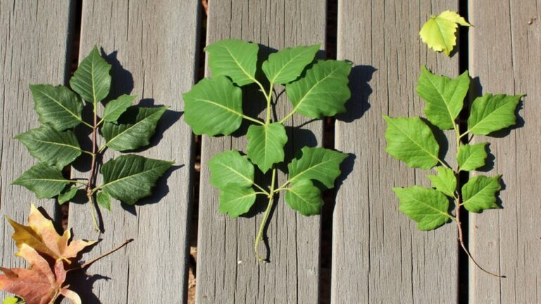identify poison ivy alternatives