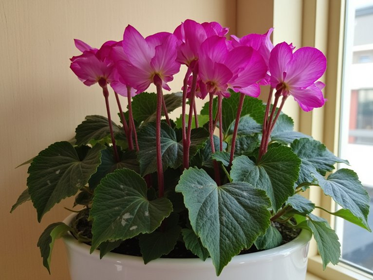 indoor cyclamen garden beauties