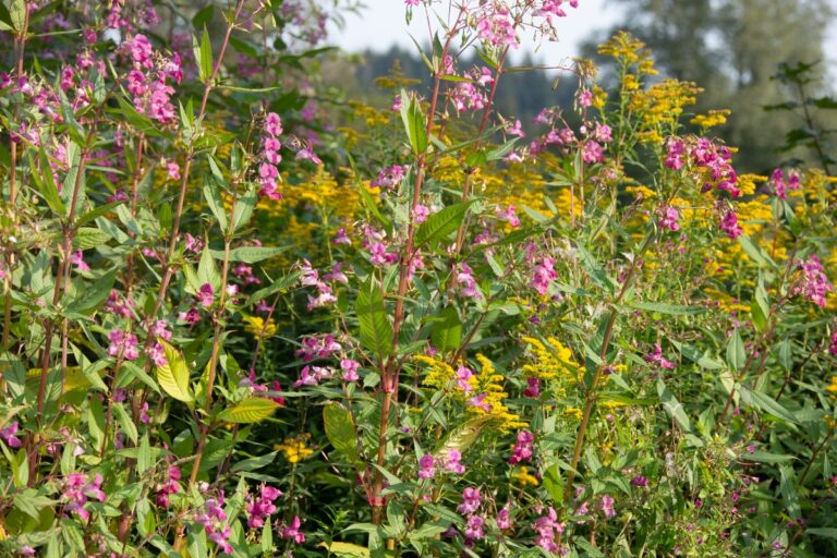 invasive perennial plants