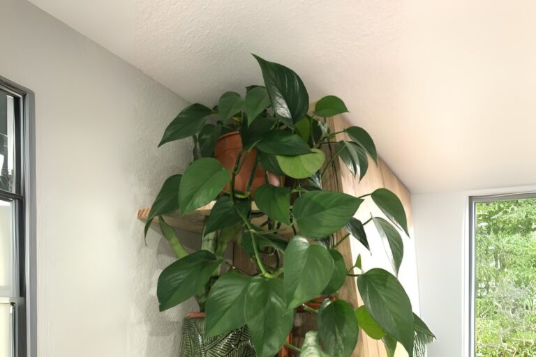 Mastering Jade Pothos: Grow and Care Tips
