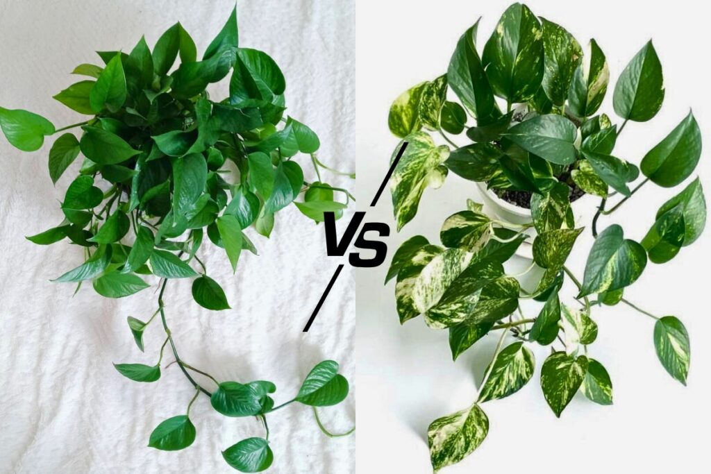 jade pothos vs golden pothos
