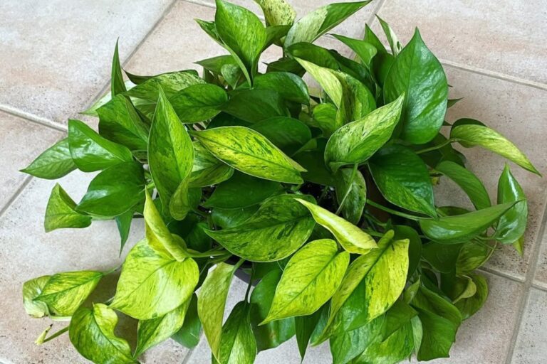 Mastering the Art of Jessenia Pothos Care