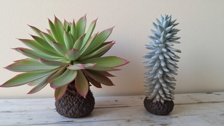 kalanchoe species comparison battle