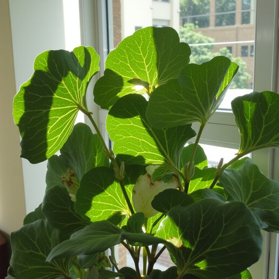leaf curling from sunlight