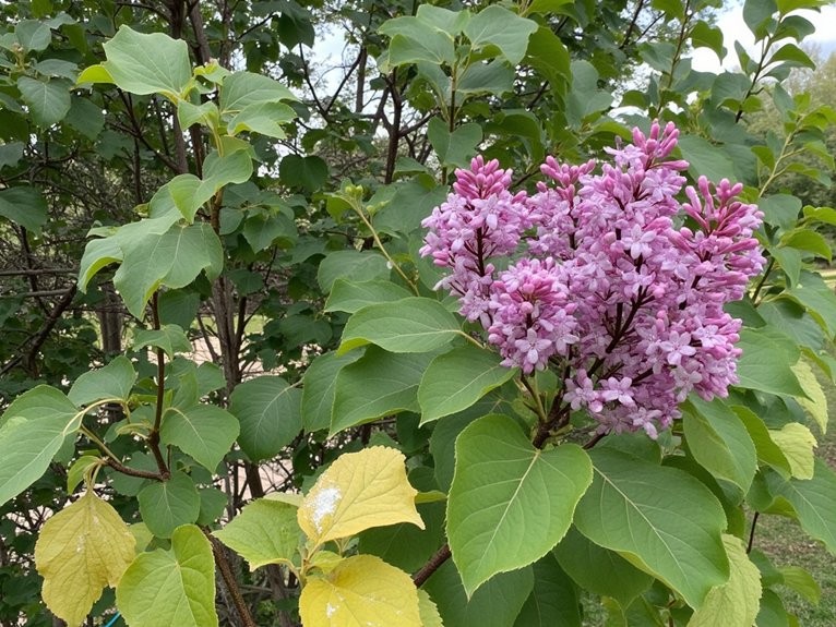 lilac care challenges solutions