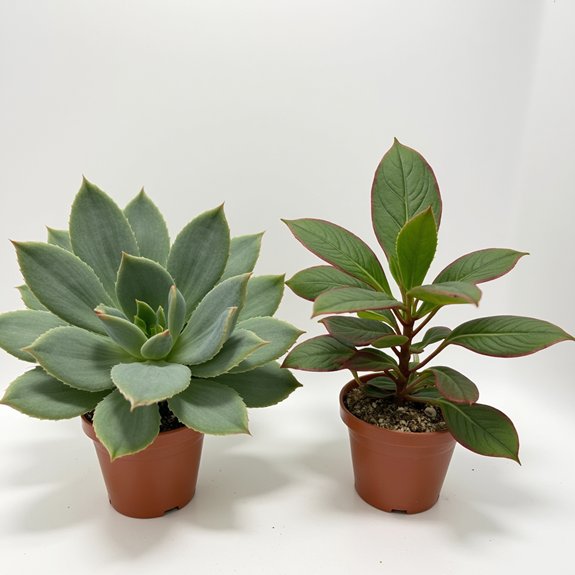 madagascar origin kalanchoe species