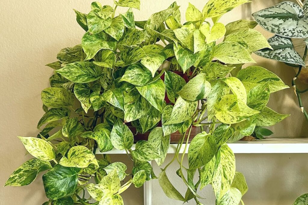 marble queen pothos care