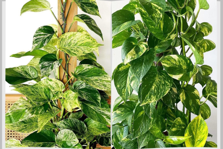 Pothos Showdown: Marble Queen vs. Golden