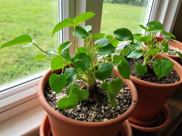 maximize plant hydration preparation