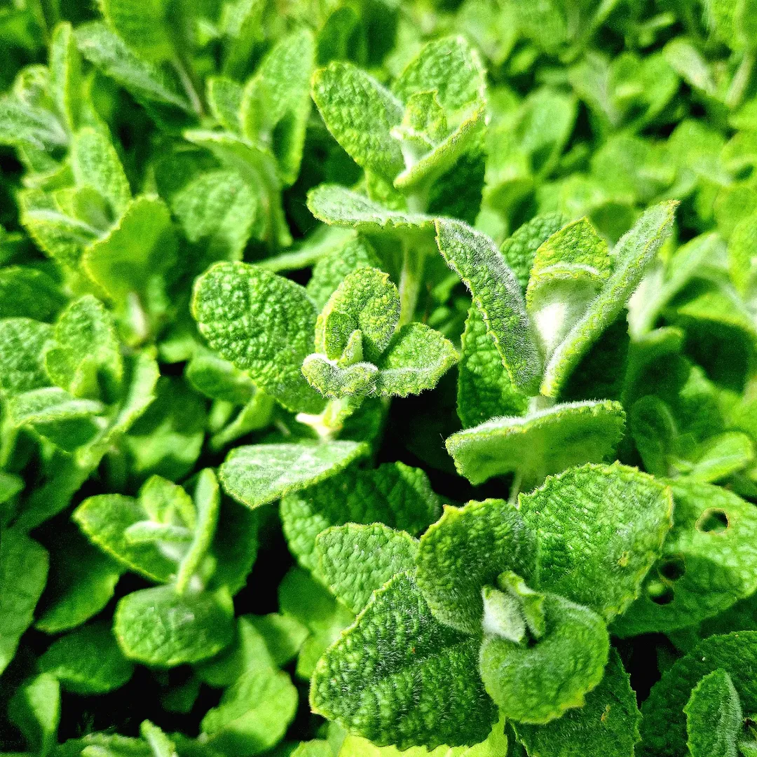 mentha spp