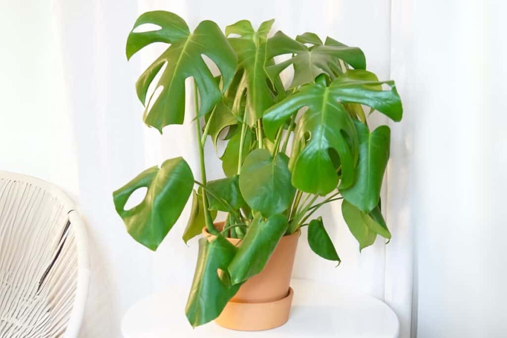 monstera leaves curling