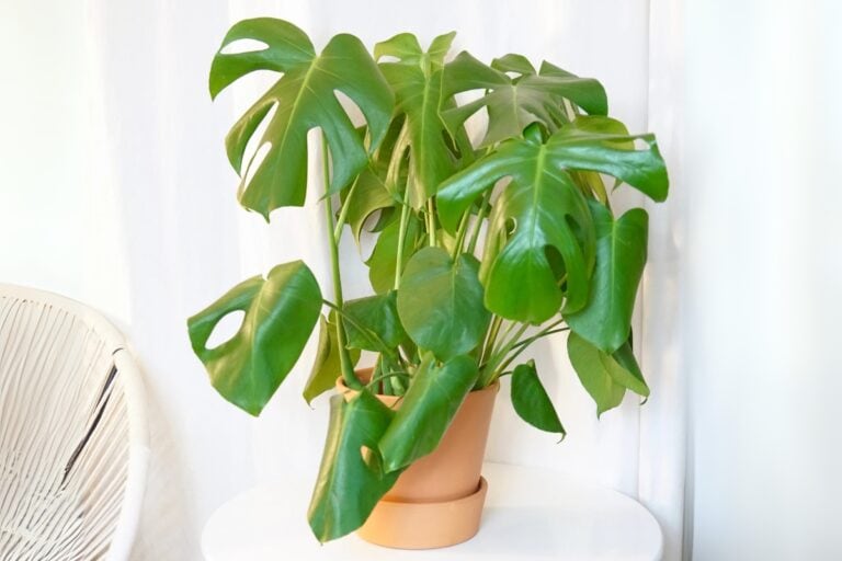 Unraveling the Mystery of Curling Monstera Leaves