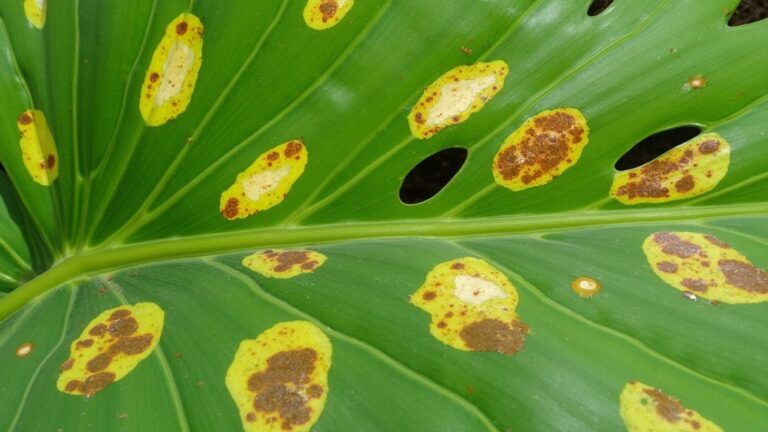 monstera brown spot causes