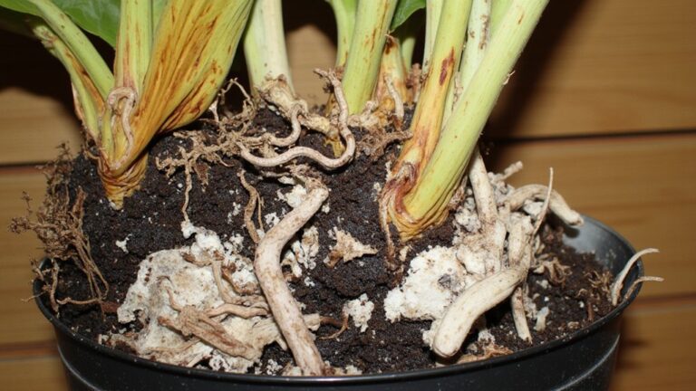 monstera root rot signs